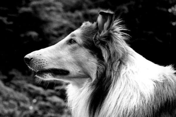 Lassie